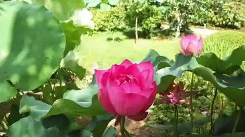 法金剛院の自然