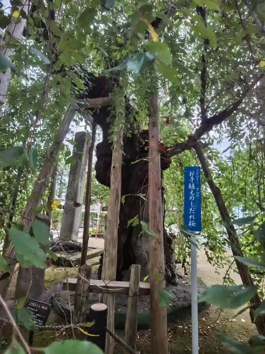 林泉寺(山形県)