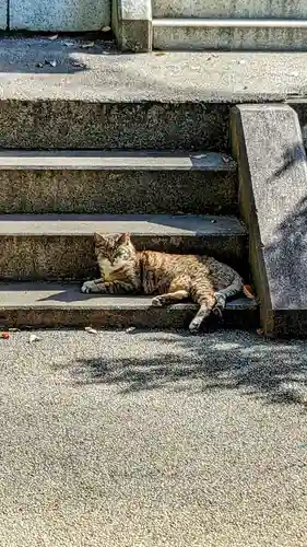 白金氷川神社の動物