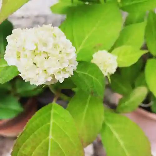 豊景神社の自然