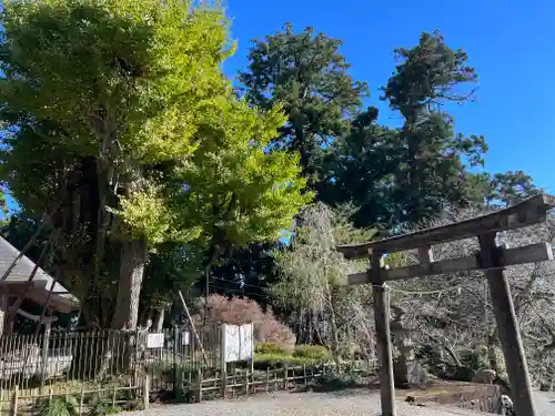 村山浅間神社の鳥居