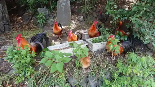 谷保天満宮の動物