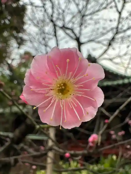 赤坂氷川神社の自然