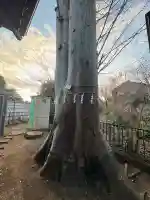 池ノ上神社(東京都)