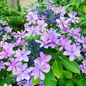 豊景神社の自然(2020年07月16日(木) 05時58分45秒投稿)