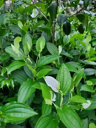 沙沙貴神社の自然