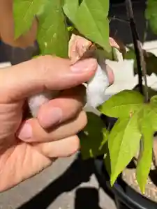 總社 和田八幡宮(福井県)(2023年09月05日(火) 13時01分34秒投稿)