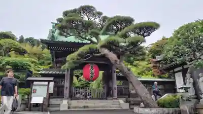 高徳院(神奈川県)