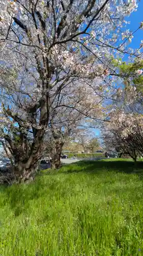 小唐崎神社(滋賀県)