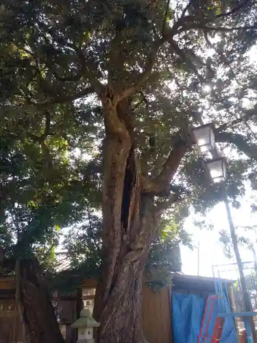 高浜神社の自然