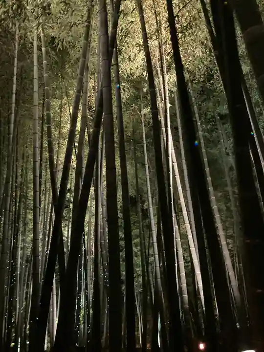 高台寺(高台寿聖禅寺・高臺寺)の自然