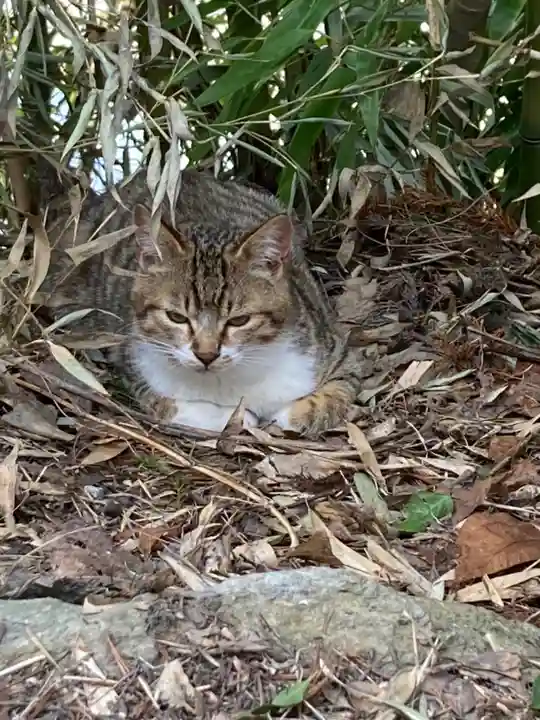 鹿角八坂神社の動物
