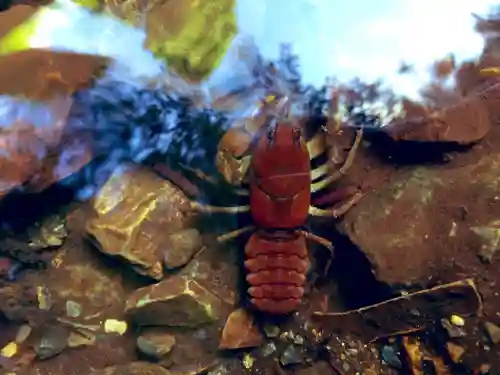 🌸乙部八幡神社(北海道)