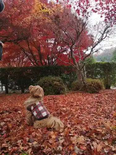大成龍神社(広島県)