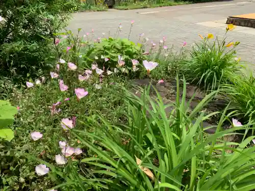 鷺宮八幡神社の自然