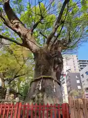 大國魂神社(東京都)