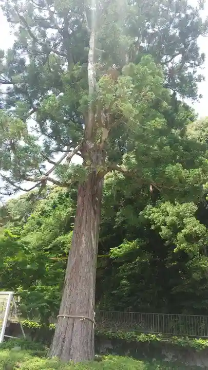 金剛寺(大阪府)