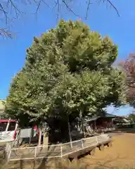 千葉寺の自然
