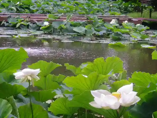 鶴岡八幡宮の庭園