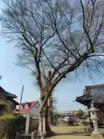 諏訪神社(埼玉県)