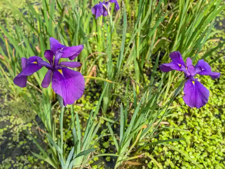 本土寺(千葉県)