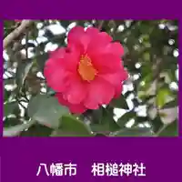 相槌神社の自然