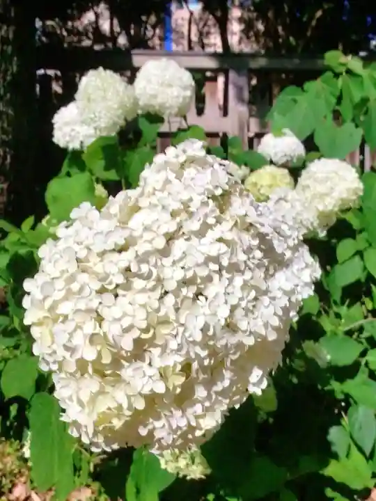 熊野神社(東京都)