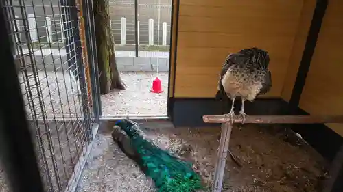 田中神社の動物