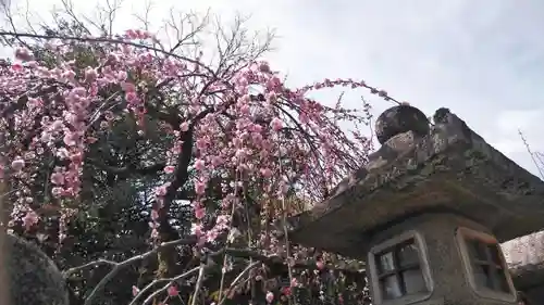 北野天満宮の自然