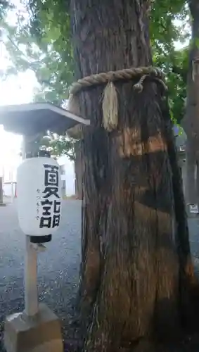 札幌諏訪神社の自然