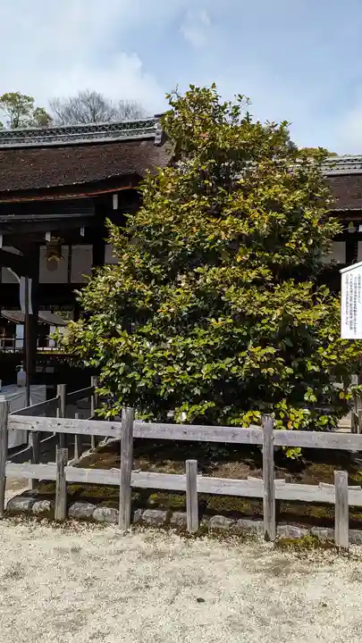 賀茂御祖神社(下鴨神社)(京都府)