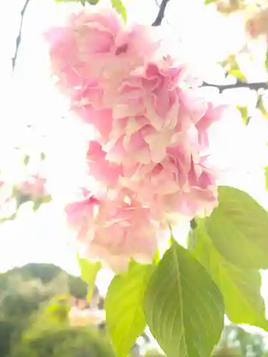 城山稲荷神社の自然