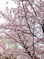 寛永寺不忍池弁天堂の自然