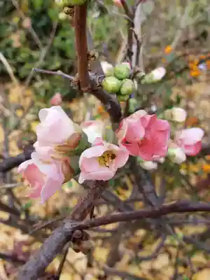 成子天神社(東京都)