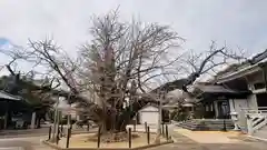 長谷寺(徳島県)