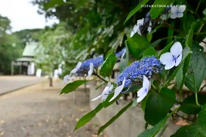 鎌数伊勢大神宮(千葉県)