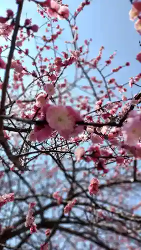 三嶋大社の自然