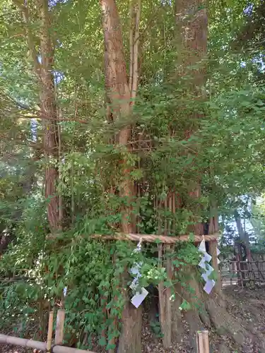 大國魂神社の自然