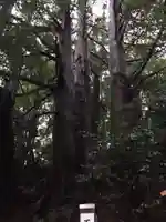 藤下若宮八幡神社の自然