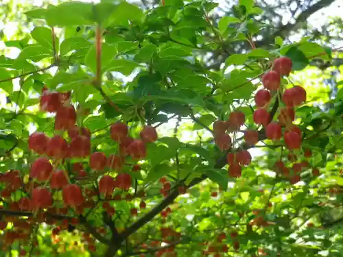 安國論寺（安国論寺）の自然