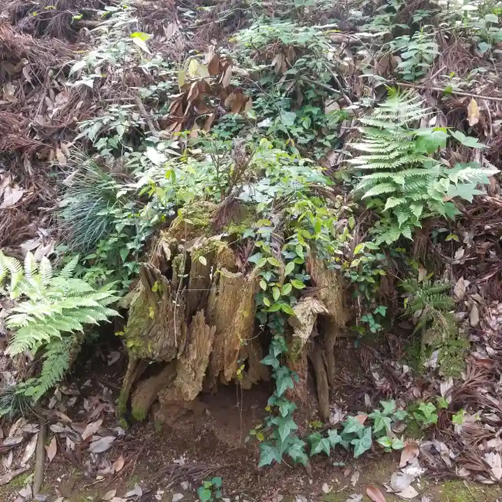 香取神社の自然