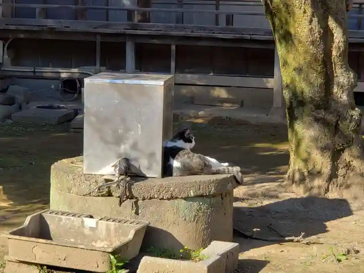 雀神社の動物