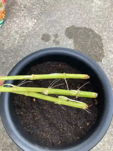 總社 和田八幡宮(福井県)