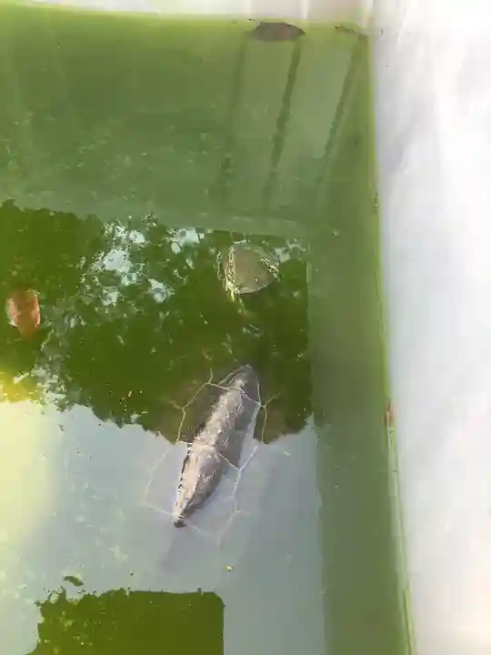 玉野御嶽神社の動物