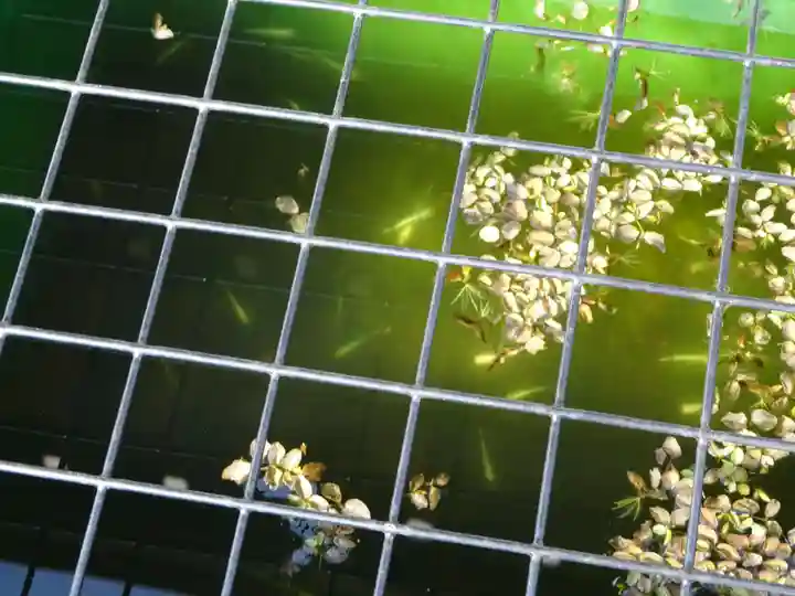 伊勢原 法泉寺の動物