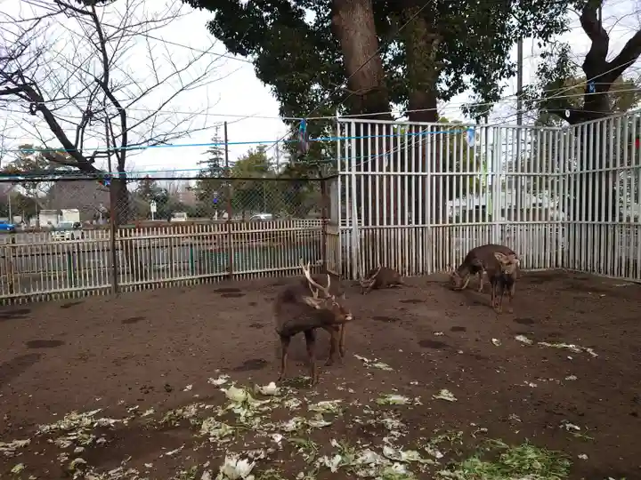 相州春日神社の動物