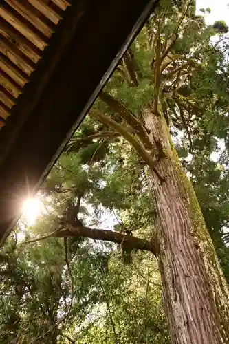 小村神社の自然