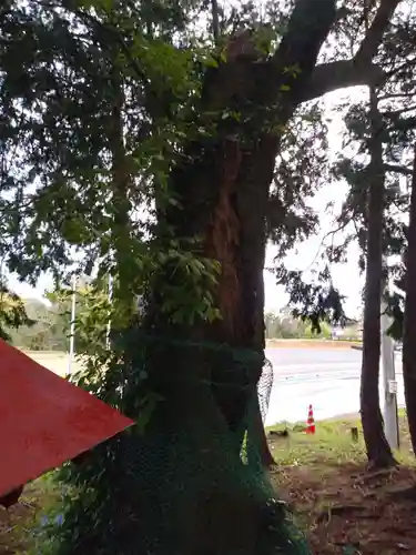 稲荷神社の自然