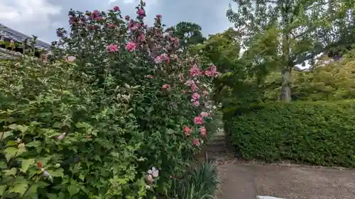 真正極楽寺（真如堂）の自然