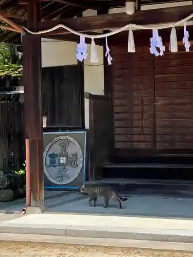 琴彈八幡宮の動物